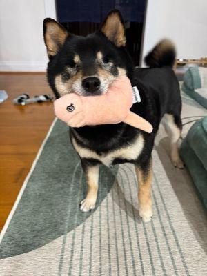 Pawpins Pet Services