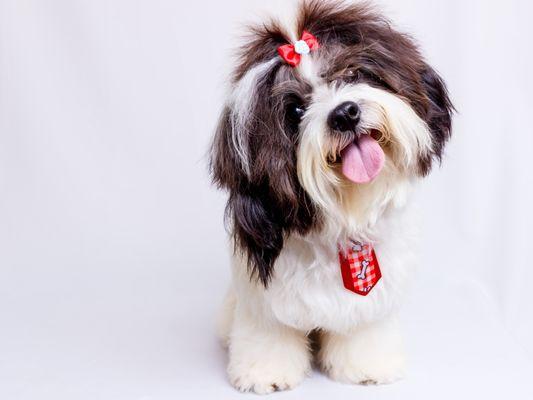 Fun Shih Tzu gift items, visit link below
https://www.thepetshopsonline.com/collections/shih-tzu-gift-ideas