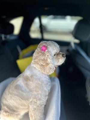 Superstar Pup Grooming