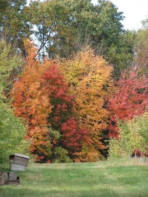 Currier Orchard