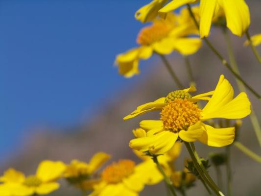 The Brittle Bush. Cousin of the Sun Flower Phoenix