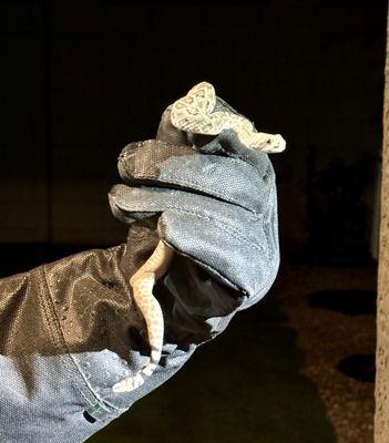 Arizona Snake Removal