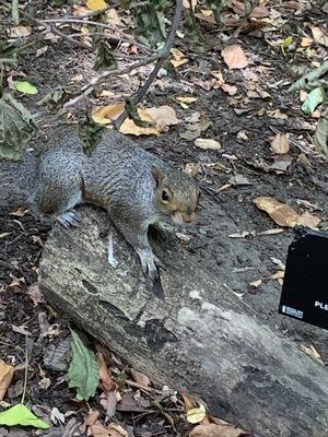 Hallett Nature Sanctuary