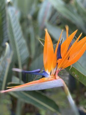Bird of paradise