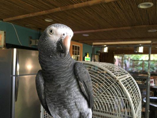 We are a pet friendly service offering great products for all our feathered and furry friends!