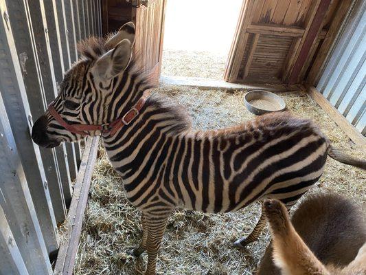 Oasis Animal Adventures