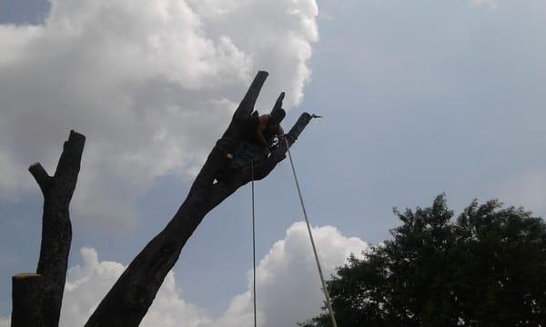 Stokes Tree Specialist