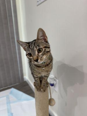 Maui Pet and House Sitting