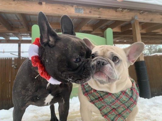 White Mountain College for Pets