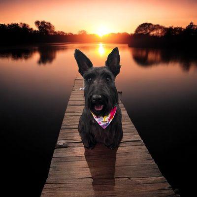 Peace Love Paws Grooming