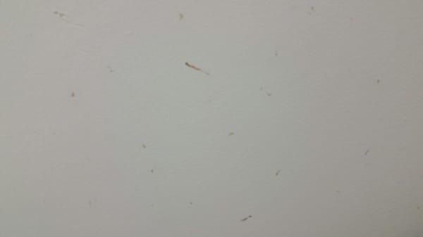 Disgusting. All of the dots on this wall...are boogers.
