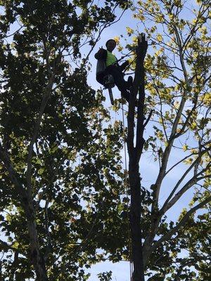 M&M tree services