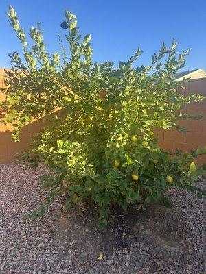 Costco Meyer Lemon Tree planted Feb 2019
