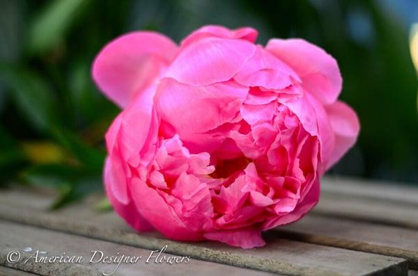 American Designer Flowers