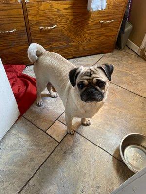 Mi Mascota Pet Shop and Grooming