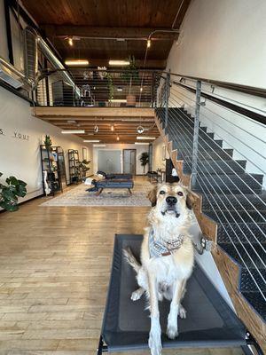 House of Motion Chiropractic