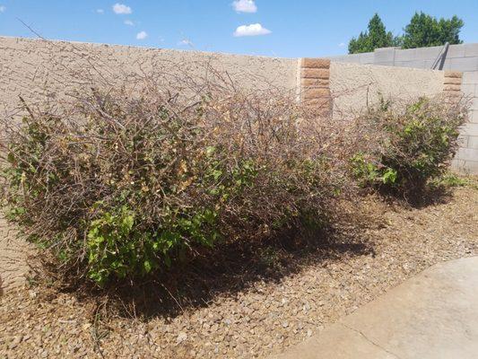 Bougainvillea. This is their restorative cut. This is hack and go.