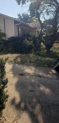 Buddy's Tree Service