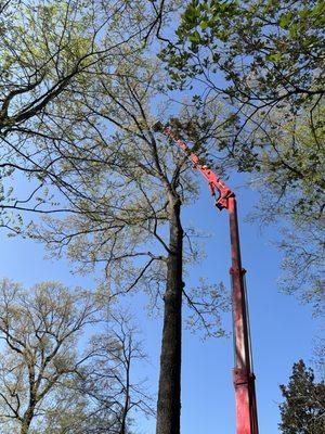 Arbor MD Tree Care