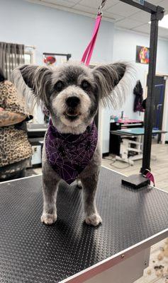 For the Love of Dogs Pet Boutique & Grooming