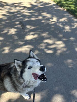 Yuki after eating her pup cup