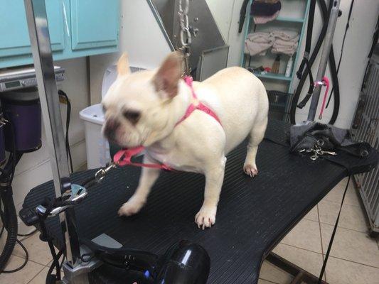 Best Friends Dog Salon