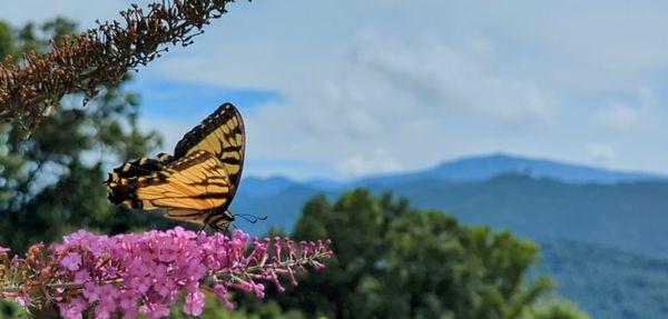 Butterfly enjoying a butterfly bush with long range mountain views. A photo I took on location in Yancey County, NC.