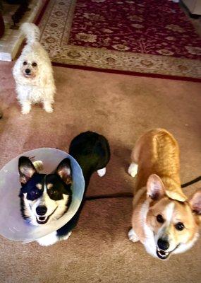 Lisas Dog Walking And Concierge LLC