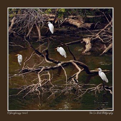 I found this congregation of egrets at the north east corner of the Preserve. Kayakers had frightened them into that location...