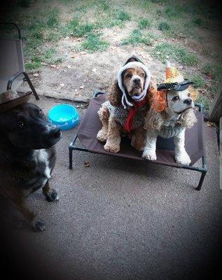 Happy Tails Dog Training and More