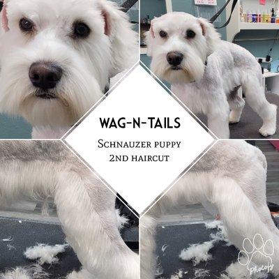 Wag-N-Tails
