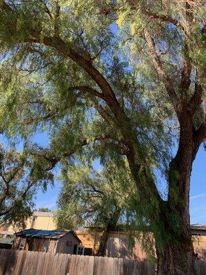 Lopez Landscaping Designs