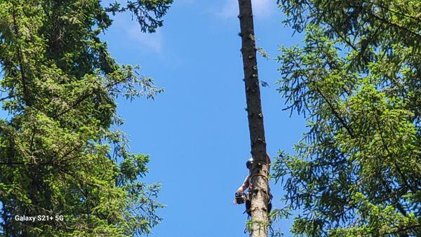 Pacific Coast Tree Experts