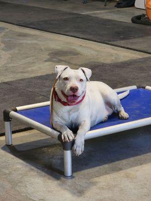 Redefined Dog Training