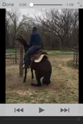 Marbles Horse Training Services