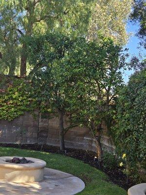 Hector Lopez Garden Service