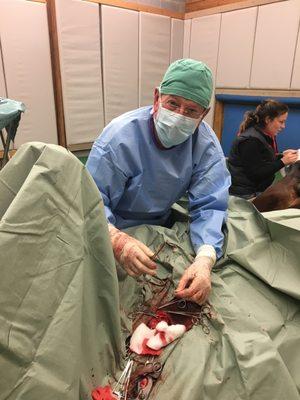 Carolina Equine Clinic