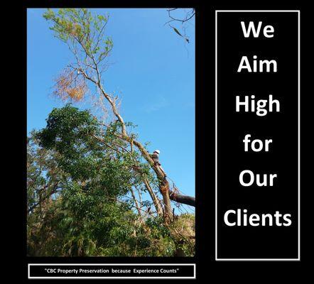 Tree Trimming & Removal