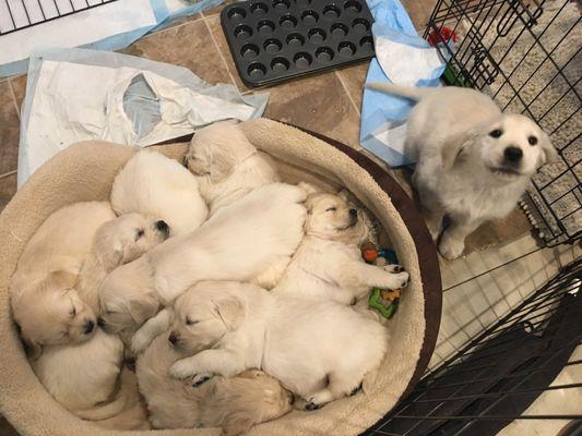 Golden Opportunities for Independence