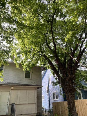 Carr & Cast Properties