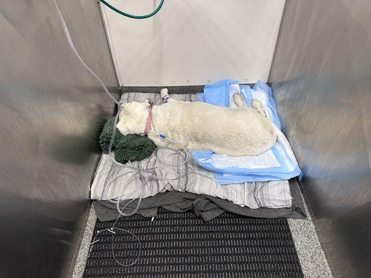 Bedford Veterinary Medical Centre