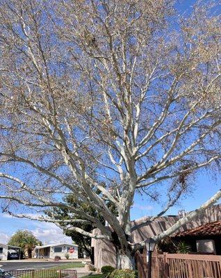 Overall, Harrison Hills is a beautiful and safe Manufactured Home Park.