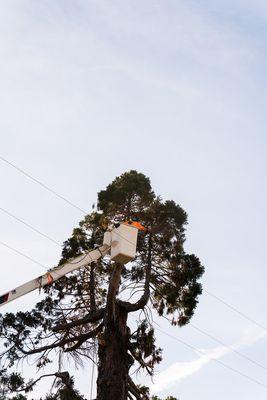 West Coast Tree Service