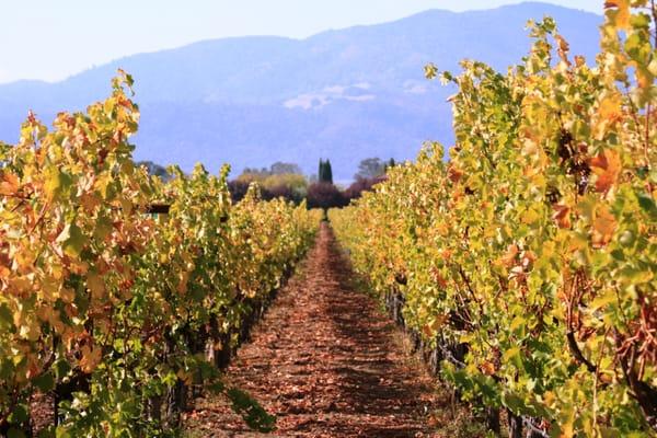 Vineyard Fall