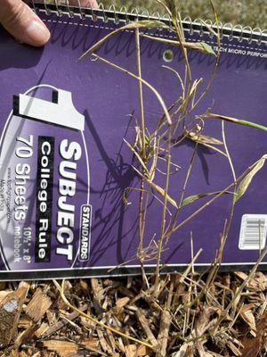 Forestfarm at Pacifica