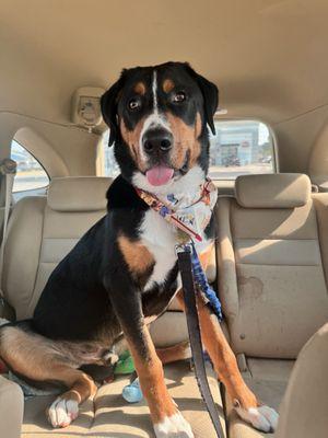 Baby boy so cute and feeling himself. 7.5 months old here.