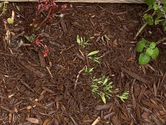 First Coast Mulch