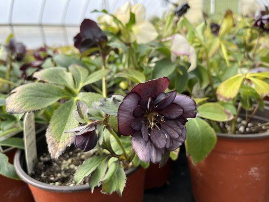 West Hills Greenhouses