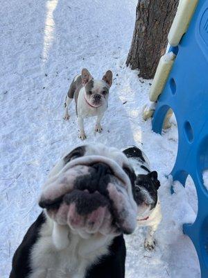 Animal House Pet Resort