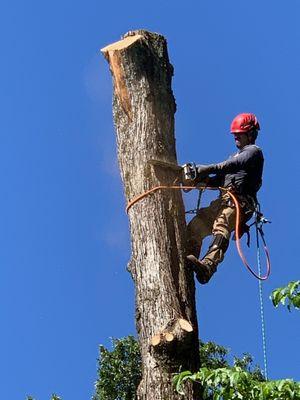 M&G Tree Service